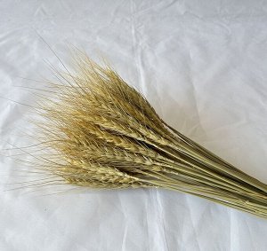 Пучок пшеничных колосьев (50 палочек)