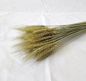 Пучок пшеничных колосьев (50 палочек)