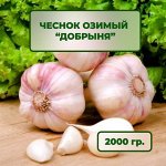Чеснок озимый Добрыня 2 кг