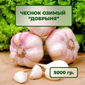 Чеснок озимый Добрыня 5 кг
