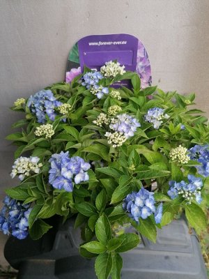 Гортензия крупнолистная (Hydrangea macrophylla Forever & Ever Hortbux blue) C2