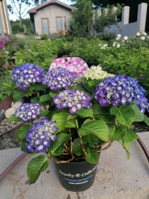 Гортензия крупнолистная (Hydrangea macrophylla Royalty Rosie Purple) C2