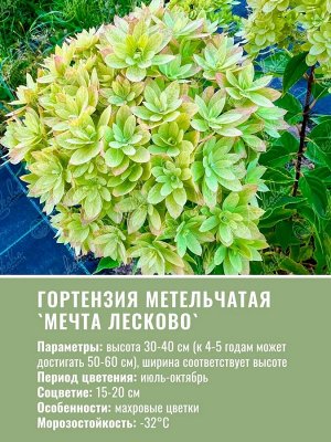 Гортензия метельчатая Мечта Лесково свежая пересадка С3