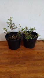 Рододе́ндрон сихотинский розовый