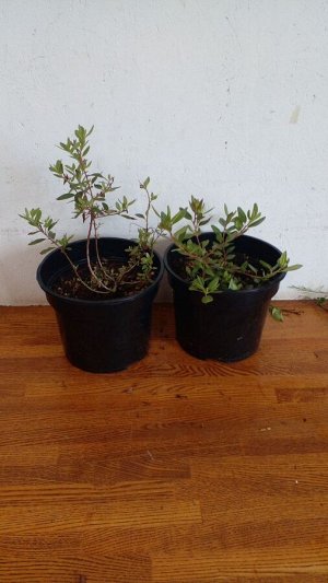 Рододе́ндрон сихотинский розовый