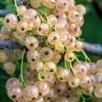 Смородина белая Версальская 2-3 года
