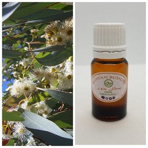 38 Эфирное масло Эвкалипт Eucalyptus Globulus, 5 мл