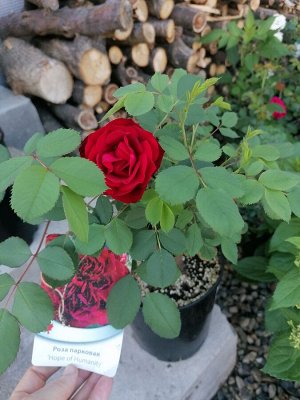 Роза Hope for Humanity