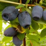 Жимолость японская Лори