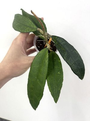 Хойя CALLISTOPHYLLA Long Leaf