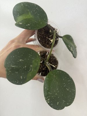 Хойя Obovata splash