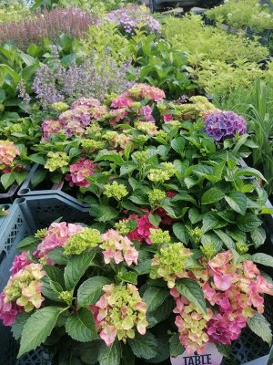 Гортензия крупнолистная (Hydrangea macrophylla Tabletensia Purple) P9  HIT!
