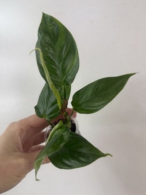 Филодендрон Tenui