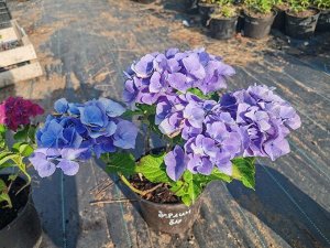 Гортензия крупнолистная Berlin Blue С3 живучка в подарок