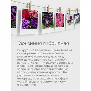Набор для выращивания растений МАГИЯ ЦВЕТОВ "Глоксиния" (горшок, грунт, семена), mf-018