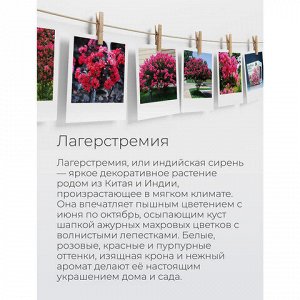 Набор для выращивания растений МАГИЯ ЦВЕТОВ "Индийская сирень" (горшок, грунт, семена), mf-020
