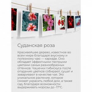 Набор для выращивания растений МАГИЯ ЦВЕТОВ "Суданская роза" (горшок, грунт, семена), mf-022
