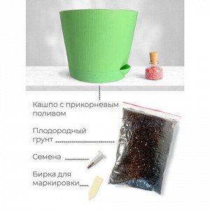 Набор для выращивания растений МАГИЯ ЦВЕТОВ, "Огурец корнишон" (горшок, грунт, семена), mf-021