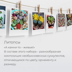 Набор для выращивания растений МАГИЯ ЦВЕТОВ "Живые камни Литопсы" (горшок, грунт, семена), mf-004