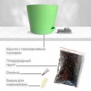 Набор для выращивания растений МАГИЯ ЦВЕТОВ "Кактусы микс" (горшок, грунт, семена), mf-003