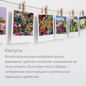 Набор для выращивания растений МАГИЯ ЦВЕТОВ "Кактусы микс" (горшок, грунт, семена), mf-003