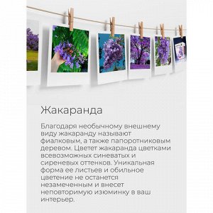 Набор для выращивания растений МАГИЯ ЦВЕТОВ "Жакаранда (фиалковое дерево)" (горшок, грунт, семена), tl-003