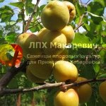 Абрикос Серафим (2-х летний саженец )