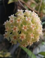 Хойя Акута Yellow Flowers EPC-271