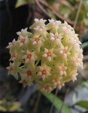 Хойя Акута Yellow Flowers EPC-271