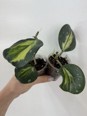 Хойя Obovata Splash Variegata