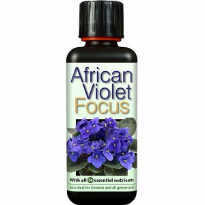 African Violet Focus