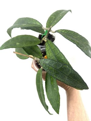 Хойя CALLISTOPHYLLA Long Leaf
