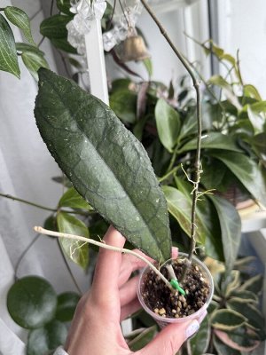 Хойя Clemensiorum Sumatra Splash