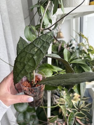 Хойя Clemensiorum Sumatra Splash