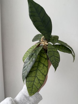 Хойя sp.Kalimantan