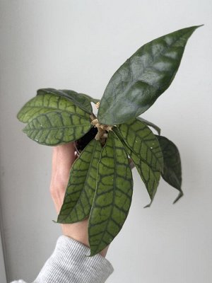 Хойя sp.Kalimantan