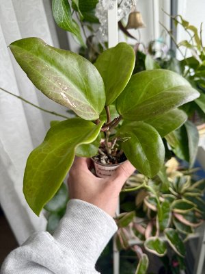 Хойя samoensis (Самоанская)