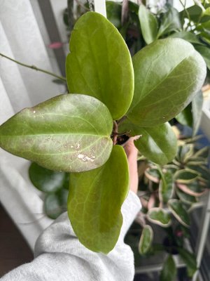 Хойя samoensis (Самоанская)