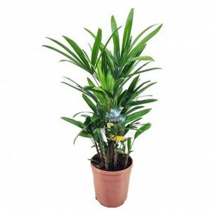 Рапис Диаметр 12см, высота 65см

Рапис (Rhapis excelsa) - кустовидная вечнозеленая пальма с тонкими бамбуковидно-трубчатыми стволиками, покрытыми войлочно-сетчатыми волокнами. У этой пальмы не один кр