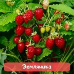 Ягода