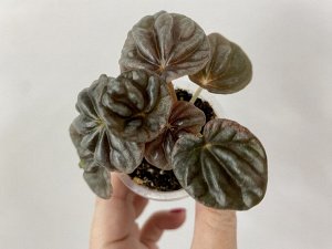 Цветы от FEViolets Пеперомия каперата Apricot (Абрикос)