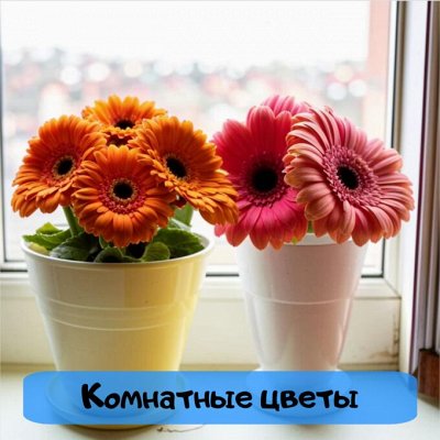 Самая низкая цена на сайте на семена от ТМ Семена Алтая