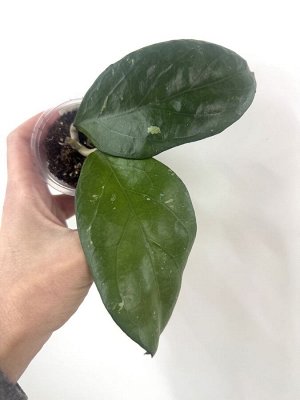 Хойя  PRIKTAI SEEDLING (BYPATCHARAWALAI)