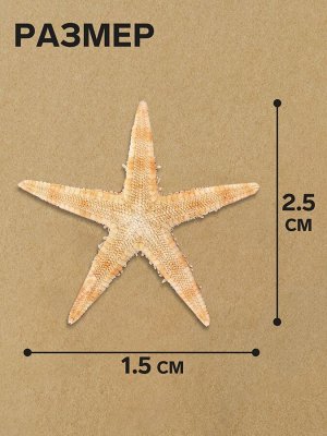 Набор натуральных морских звезд, 1,5 - 2,5 см, 20 шт