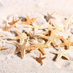 Набор натуральных морских звезд, 1,5 - 2,5 см, 20 шт