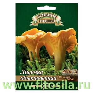 Лисички на зерновом субстрате, больш. пак. 15 мл  (семена для проращивания)