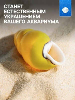 Ракушка декоративная, 4-5 см