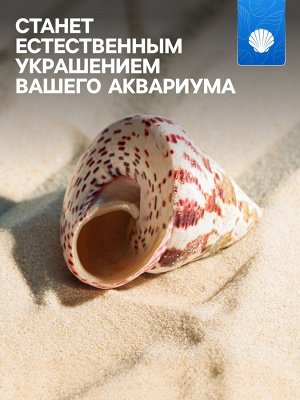 Ракушка декоративная полированная, 3-5 см