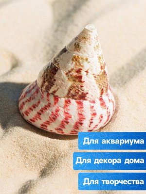 Ракушка декоративная полированная, 3-5 см