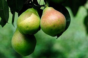 Пермячка Груша Пермячка — удивительный сорт садовой культуры, который создан специально для разведения в более умеренном климате с суровыми холодами в зимний период, а также неблагоприятными погодными